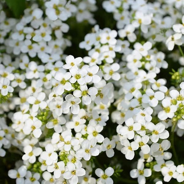 3000 thym rampants mélangés – Vivace, couvre-sol pour jardins, rocailles et balcons - 4