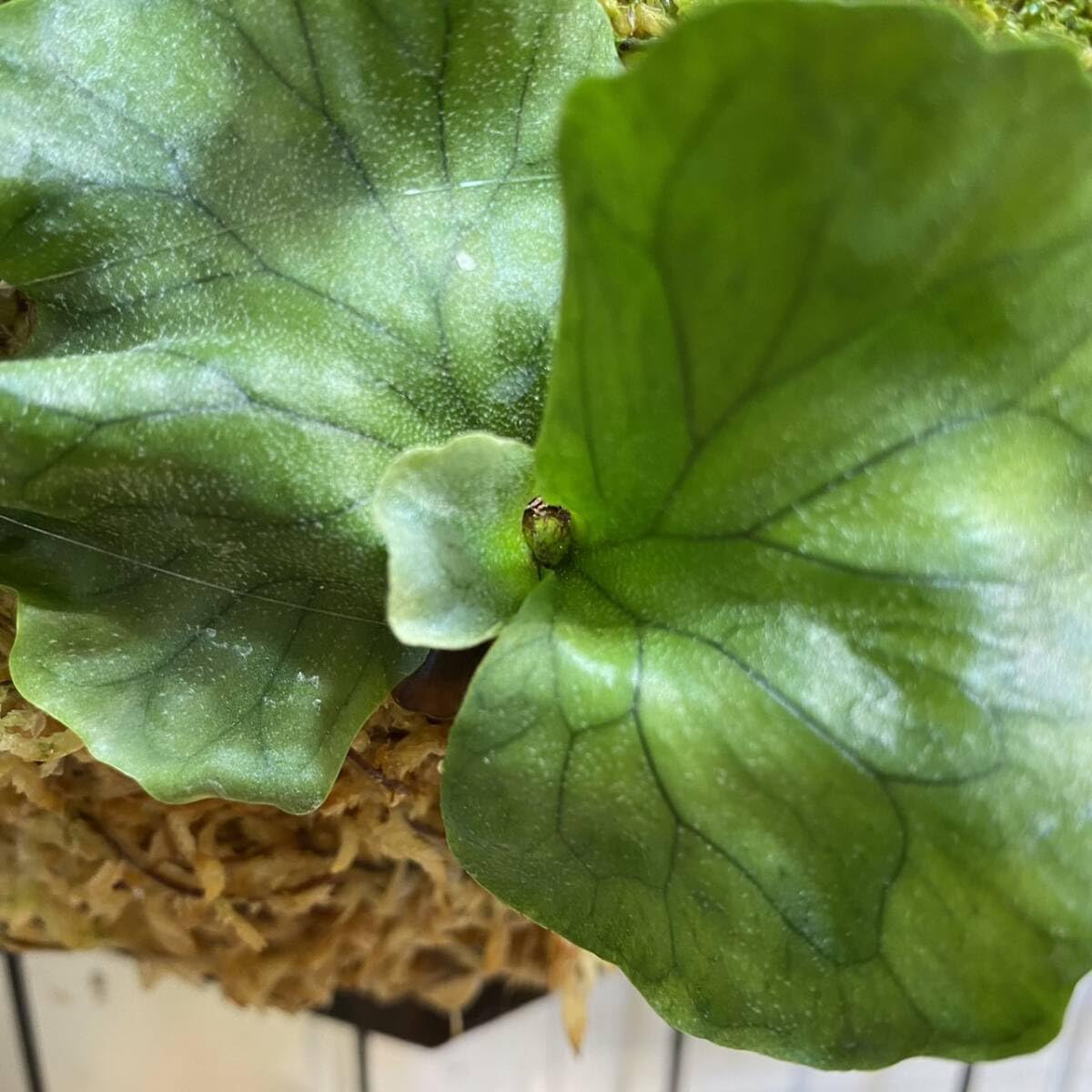 Amazon.co.jp: エ ドワーフ アンド カーリング P.wandae 'Dwarf