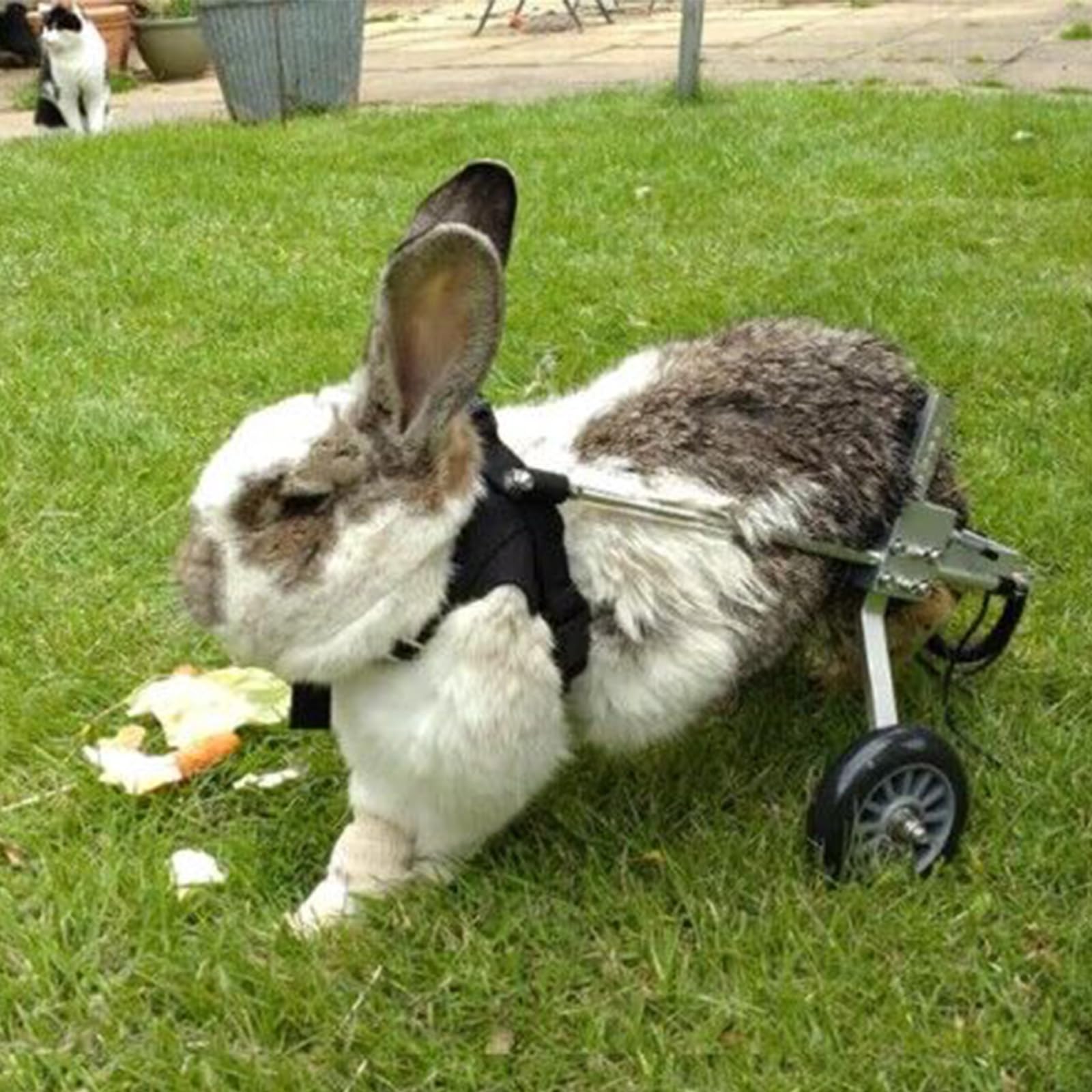 GJUOFFKO Dog Wheelchair Adjustable 2-Wheel Dog Cart/Wheelchair for Old Dog, Cat, Rabbit, Scooter Dog Cart Dog Wheelchair Back Legs Rehabilitation