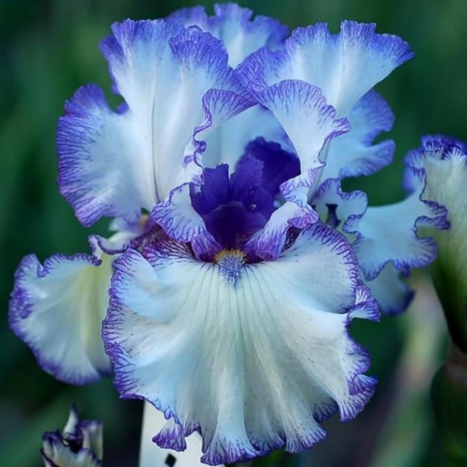 Iris Bulbs for Planting Now UK,Wedding Flowers,Plant Bulbs,Cut Flowers,Hardy Perennial,Garden Flowers,Iris Bulbs,Strong Plants That Grow Well-5Bulbs-A