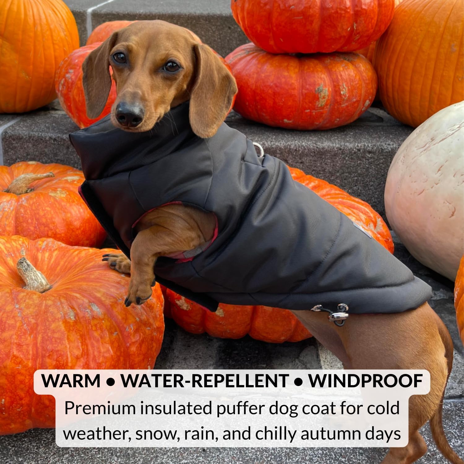 DJANGO Reversible Puffer Dog Coat – Warm Winter Dog Jacket & Water-Repellent Insulated Dog Coat with Harness Hole, Windproof, Adjustable Fit Vest for Small & Medium Dogs, Dachshunds – Black, X-Small