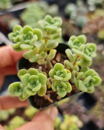 Plantas Aeonium vivas (ramo irlandés de maceta de 2")