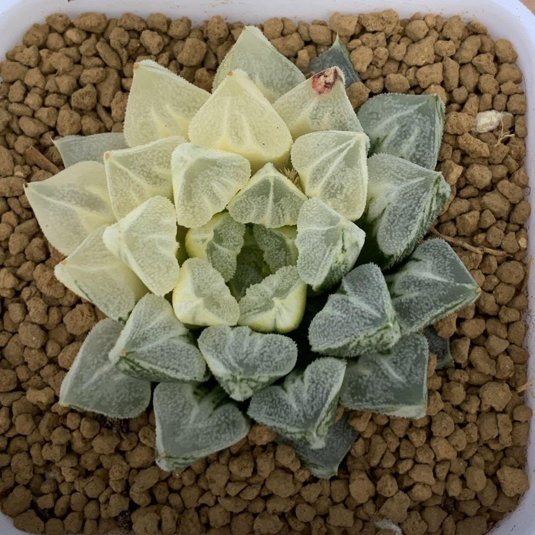 多肉植物 ハオルチア ラブハート錦 糊斑 【公式通販】