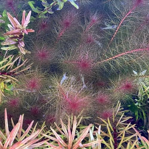 6 Rotala Wallichii Bundle Stem Live Aquarium Plant Planted #TOP2
