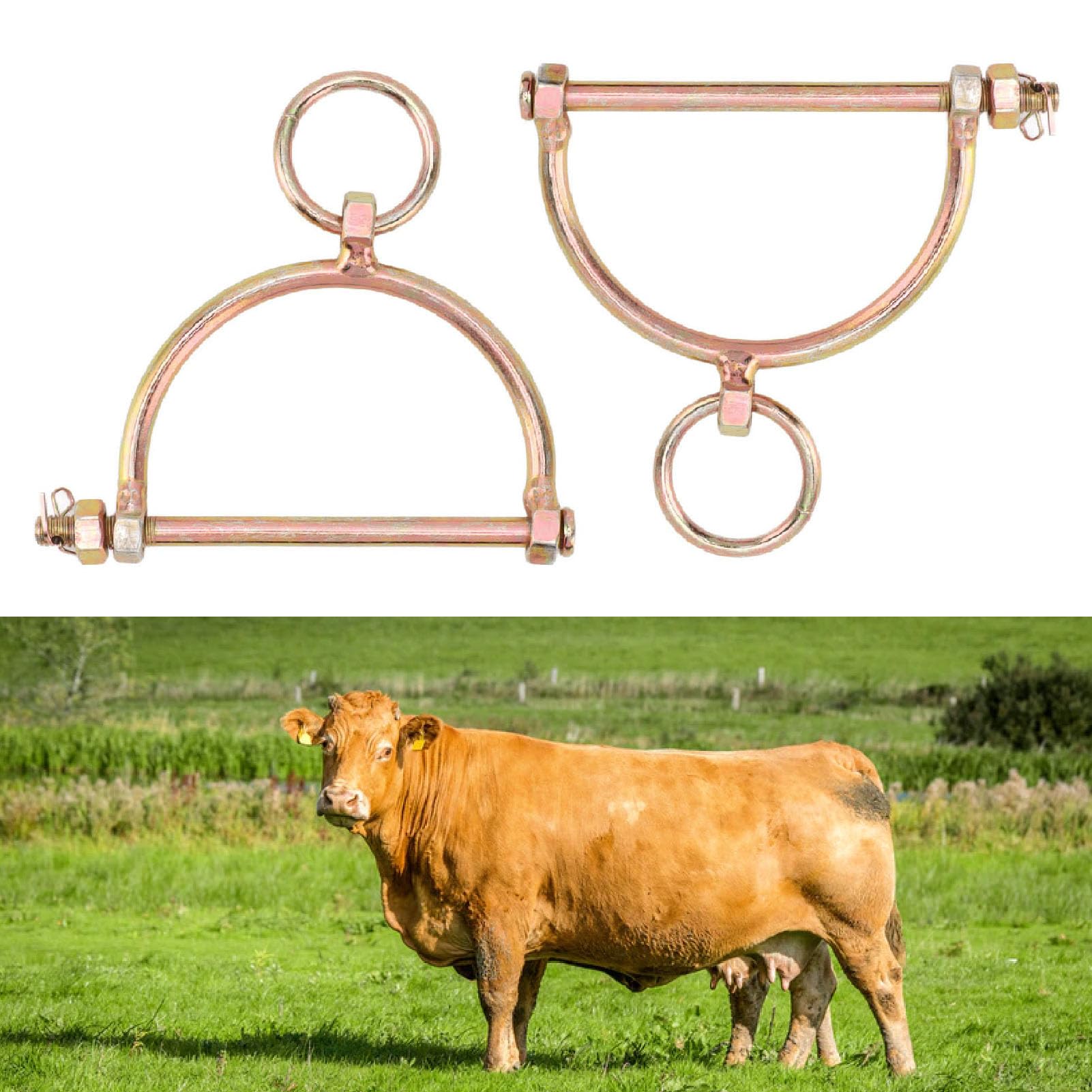 Restokki Anello al Naso di bovini Anello al Naso di Toro in Acciaio Inossidabile Accessorio per Allevamento di bovini Pinze a Naso di Toro per bovini Anelli per Piercing(M