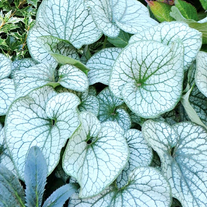 Alexanders Great Brunnera Flower Root