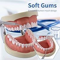 Vista 2 de Modelo dental de dientes Typodont - Diente extraíble Enseña Modelo de práctica de enseñanza Estudio Modelo de demostración de Typodont Viene con un