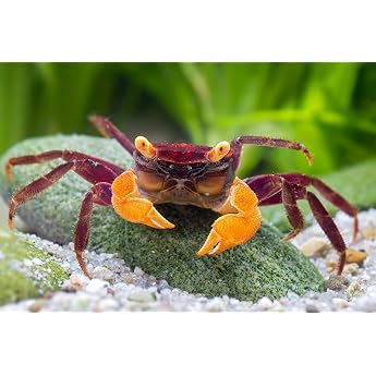 *Ironfist Vampire Crab - Group of 5 Animals - Robust Live Crabs for the Terrarium - Geosesarma Spec. - Includes Shipping   69.99 ?*