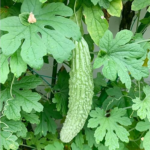 Miniatura 7 de Más de 50 semillas de melón amargo de 8 a 12 pulgadas de rápido crecimiento de calabaza amarga piel verde calabaza amarga bálsamo de calabaza