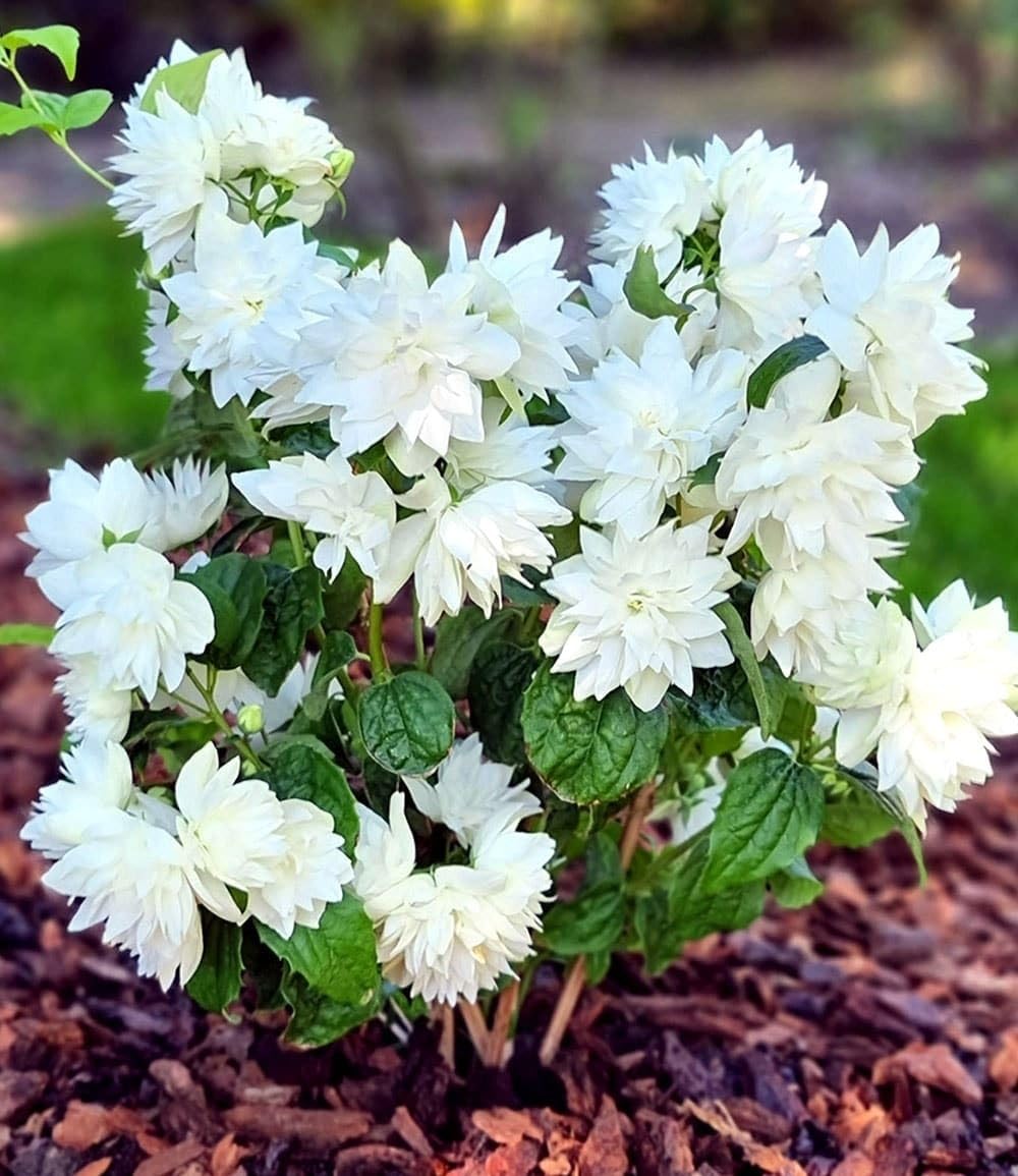 BALDUR Garten 1x Duftender Gartenjasmin 'Pearls of Perfume®', Pflanze im 9x9 cm-Topf, dekorative, gefüllte Blüten, betörender süßer Duft, winterhart & pflegeleicht, mehrjährig, ideal für Beet & Kübel