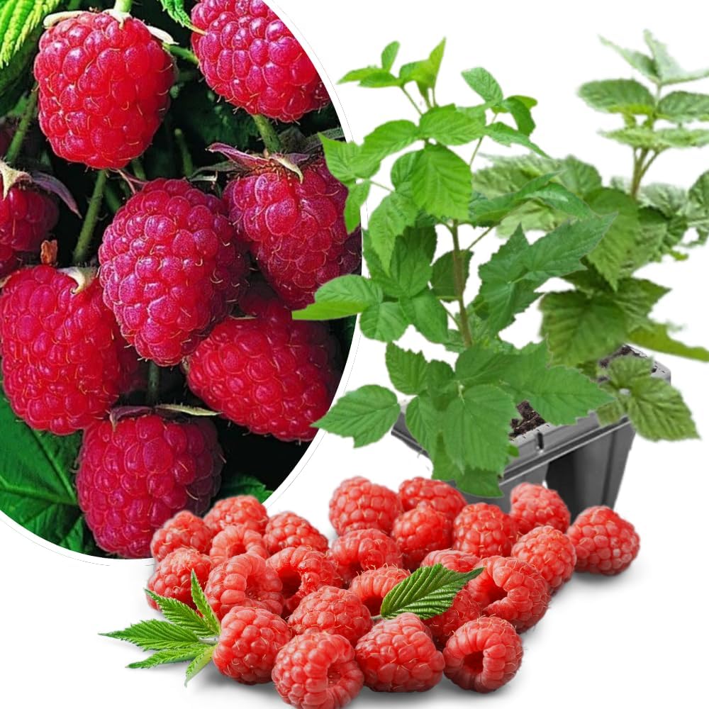 Amazon.com : 2-Pack Raspberry Plants Live, Raspberry Bushes Live Plants ...