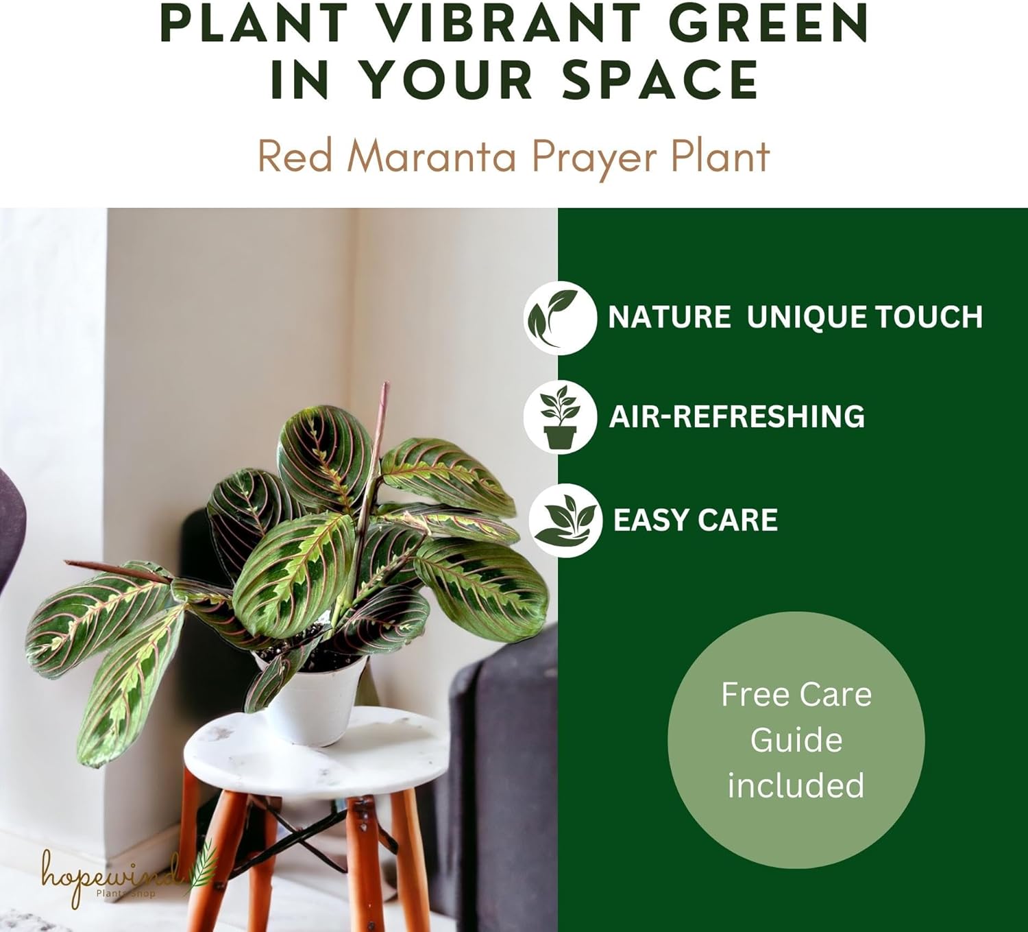 Red Prayer Plant, Red Maranta, Gorgeous Live Indoor Plant, Easy to Care and Rare Variety 4 inch Pot