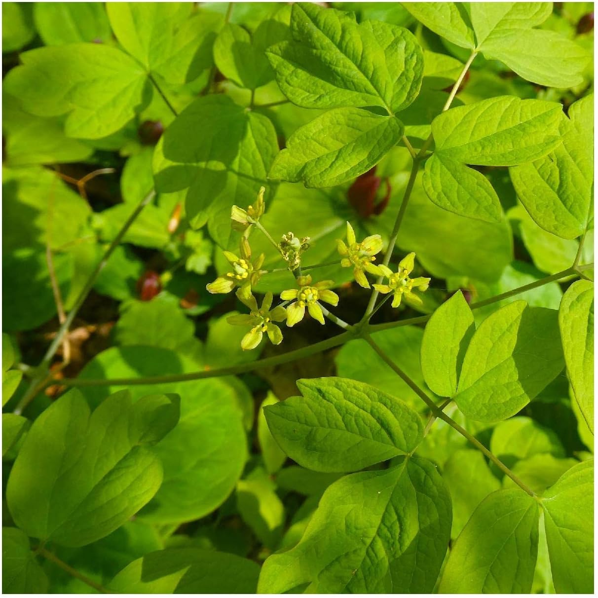 Everwilde Farms - 1/4 Lb Blue Cohosh Native Wildflower Seeds - Gold Vault