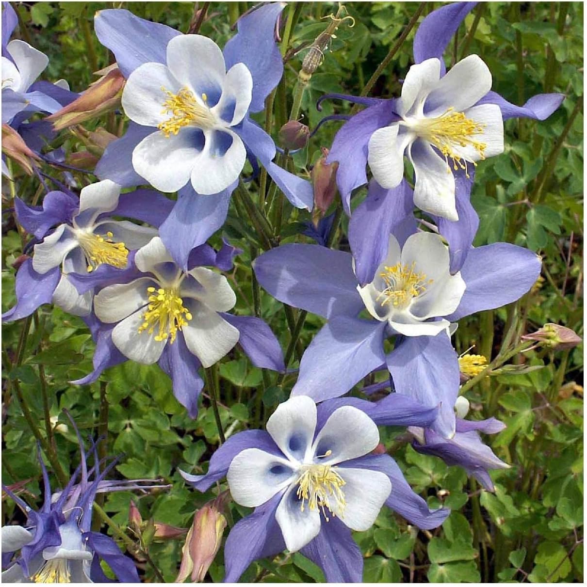 Everwilde Farms - 1/4 Lb Blue Rocky Mountain Columbine Native Wildflower Seeds - Gold Vault