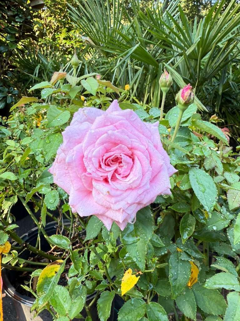 Belinda’s Dream Rose – Live Shrub Rose Bush, Fragrant Pink Blooms, Repeat Flowering, Disease Resistant – Great for Garden, Landscape & Hedges (3 Gallon Plant)