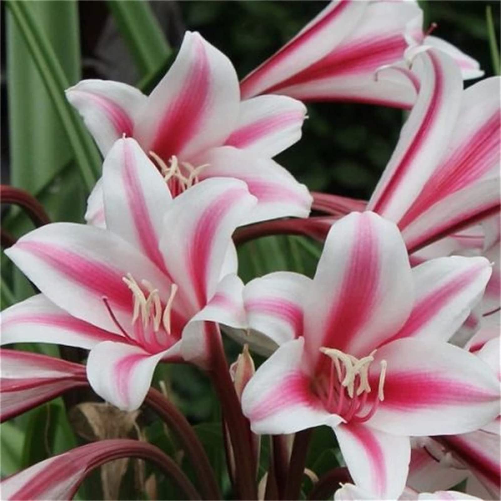 Lilien Exklusive Geschenke-Hochwertige Dekoration-Kunst Design-Lily-Schick-10zwiebeln-g