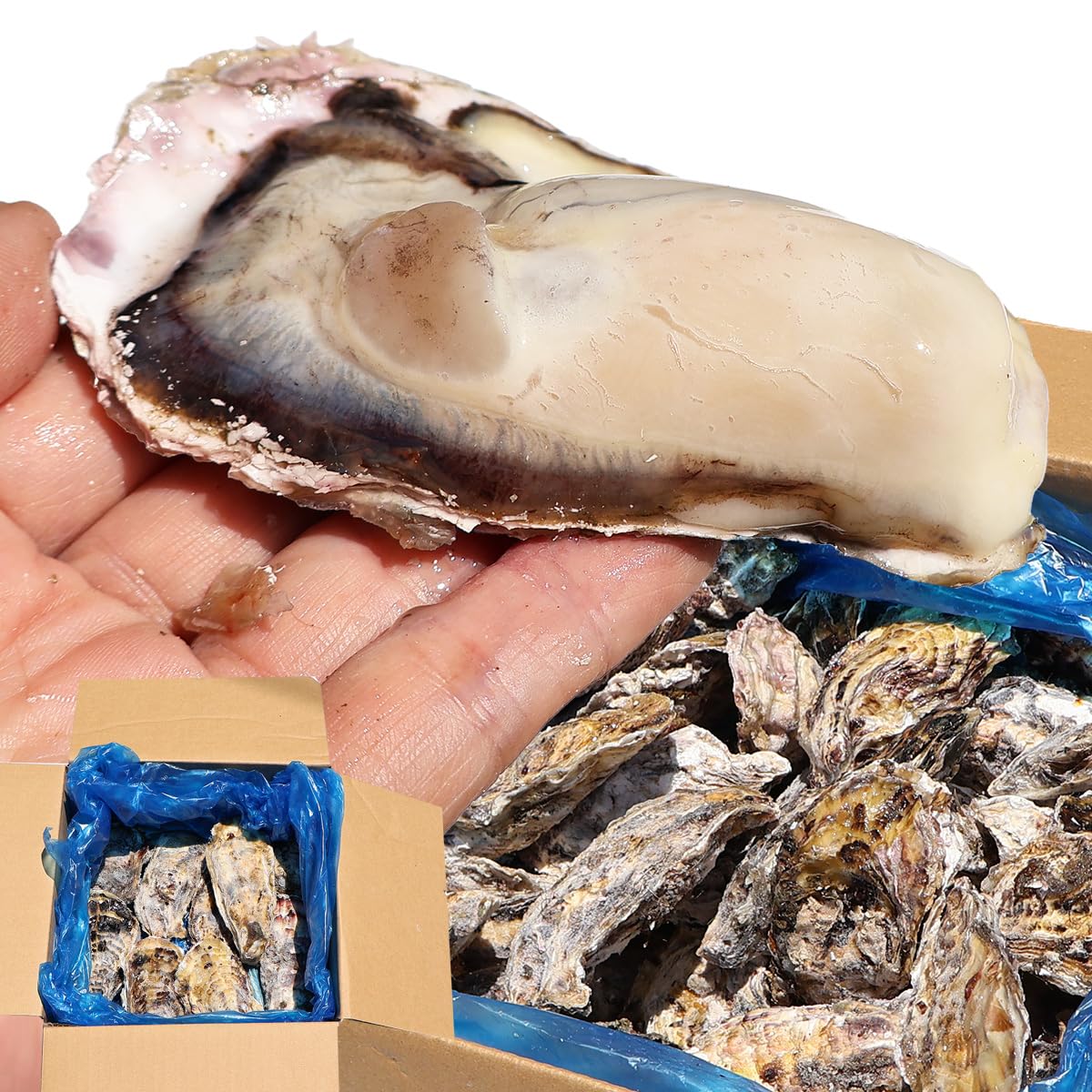 VIVID LIFE 牡蠣 生食用 冷凍 殻付き 生牡蠣 冷凍かき 牡蠣小屋の牡 牡蛎 カキ 宮城県 三陸 海鮮 刺身 産地直送