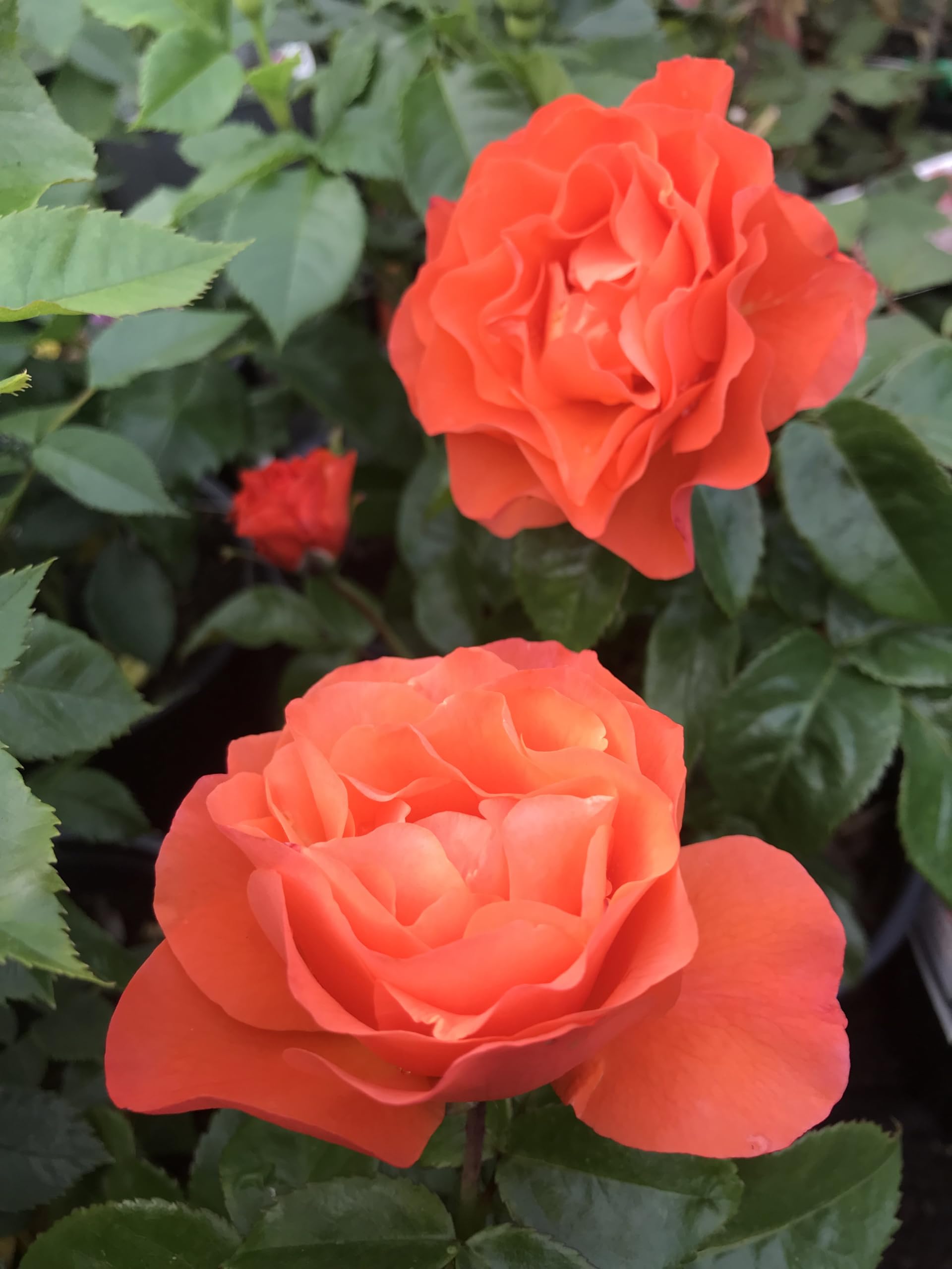 Rose Bush Orange Rose Bush for The Garden in a 3 Litre Pot- Gorgeous Orange Colour- British Grown