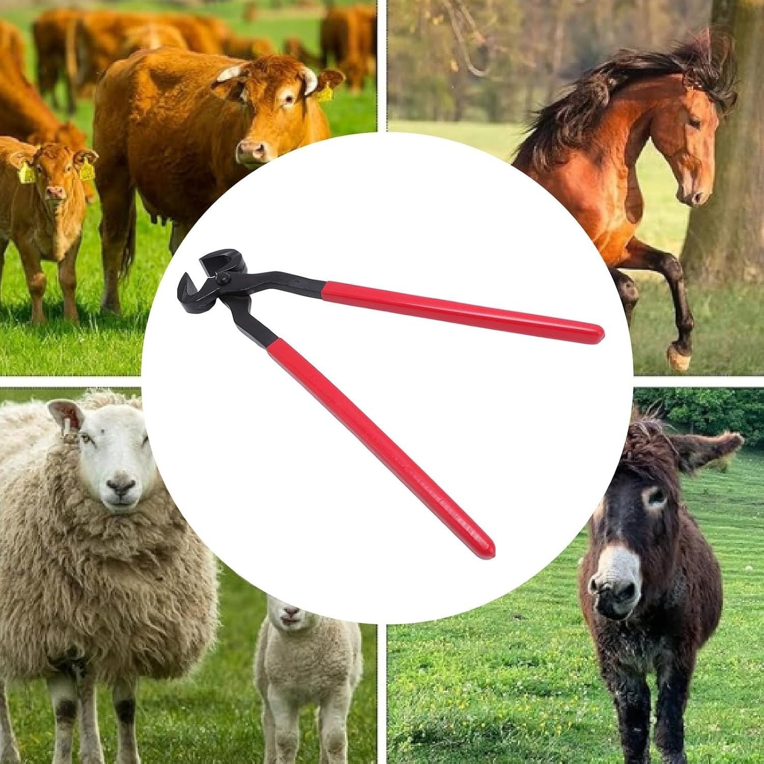 Tronçonneuse à Sabot en Acier Inoxydable, Pince Robuste pour Parage des Sabots avec poignée antidérapante, Outil Polyvalent pour Chevaux, chèvres, Moutons, alpa