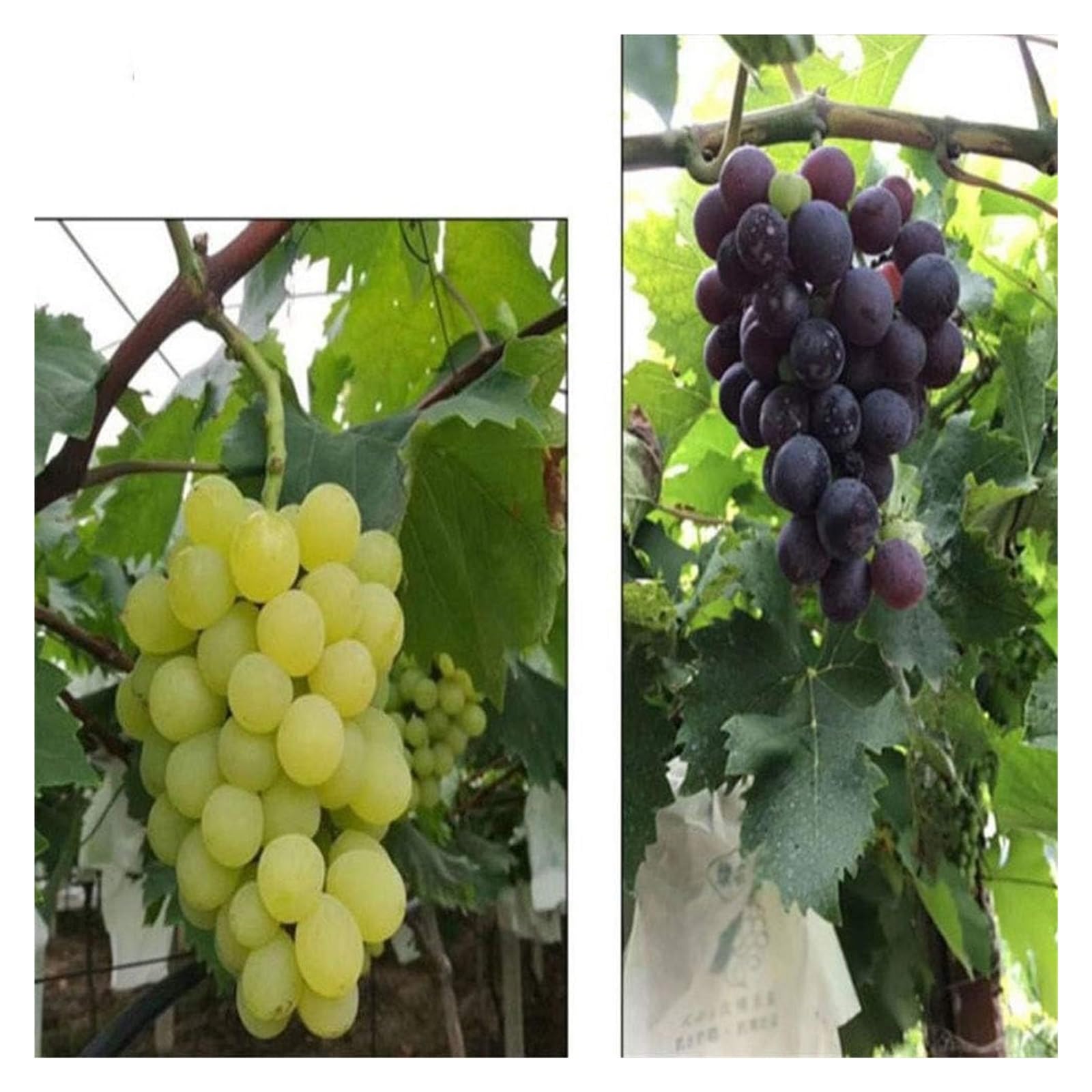 Bolsas Protectoras contra Insectos para Uvas, Bolsa de protección for huertos, Verduras, Uvas, Manzanas y Frutas, 20 x 28 cm, 30 38, 50 Unidades por Lote(30X38CM)
