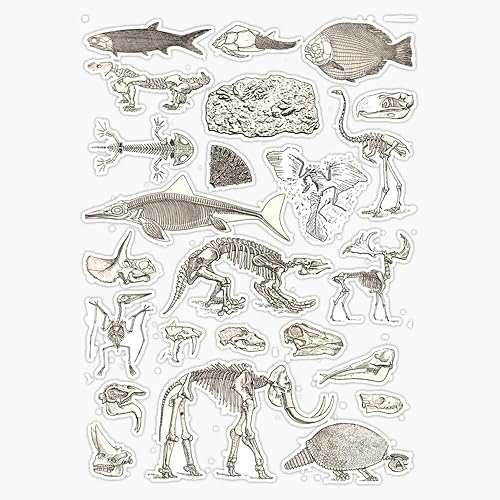 Calcomanía de ilustración de paleontología, tamaño 5 pulgadas