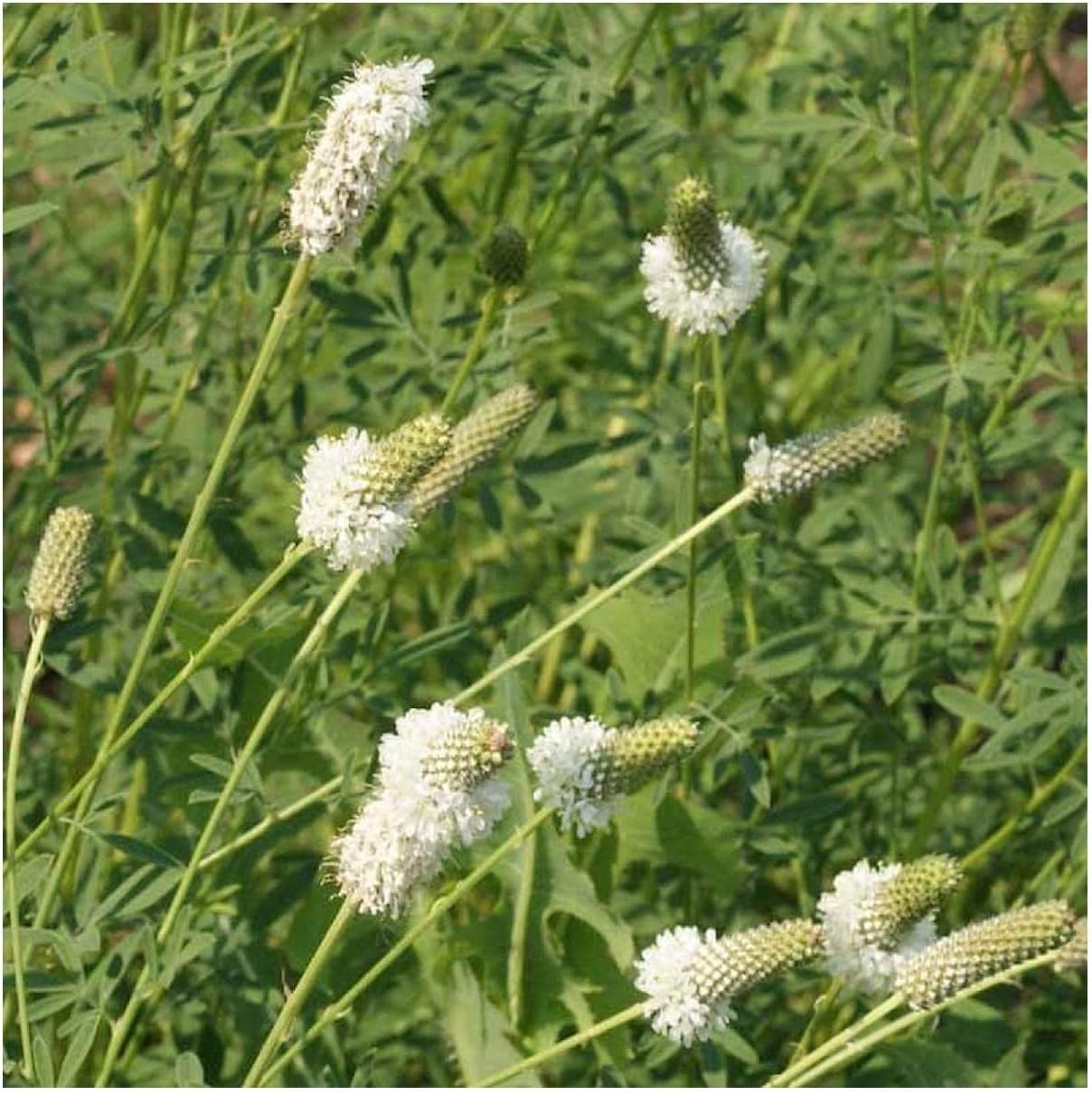 Everwilde Farms - 1 Lb White Prairie Clover Native Wildflower Seeds - Gold Vault
