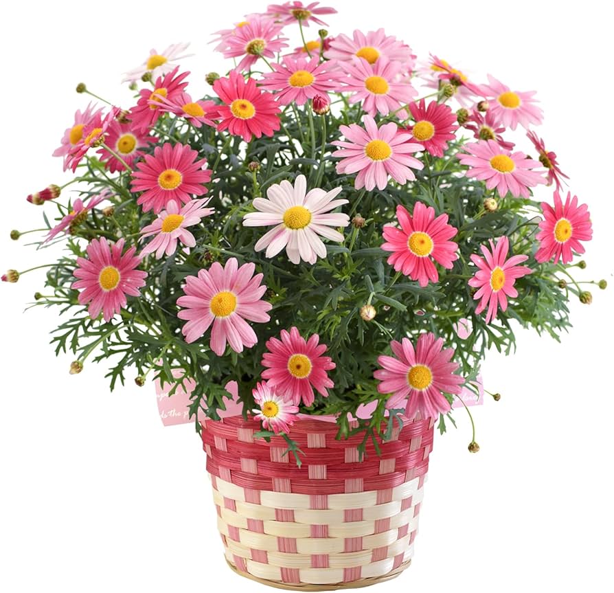 Amazon|花由 春の鉢植え マーガレット ストロベリーホイップ Amazon|花由 春の鉢植え マーガレット ストロベリーホイップ