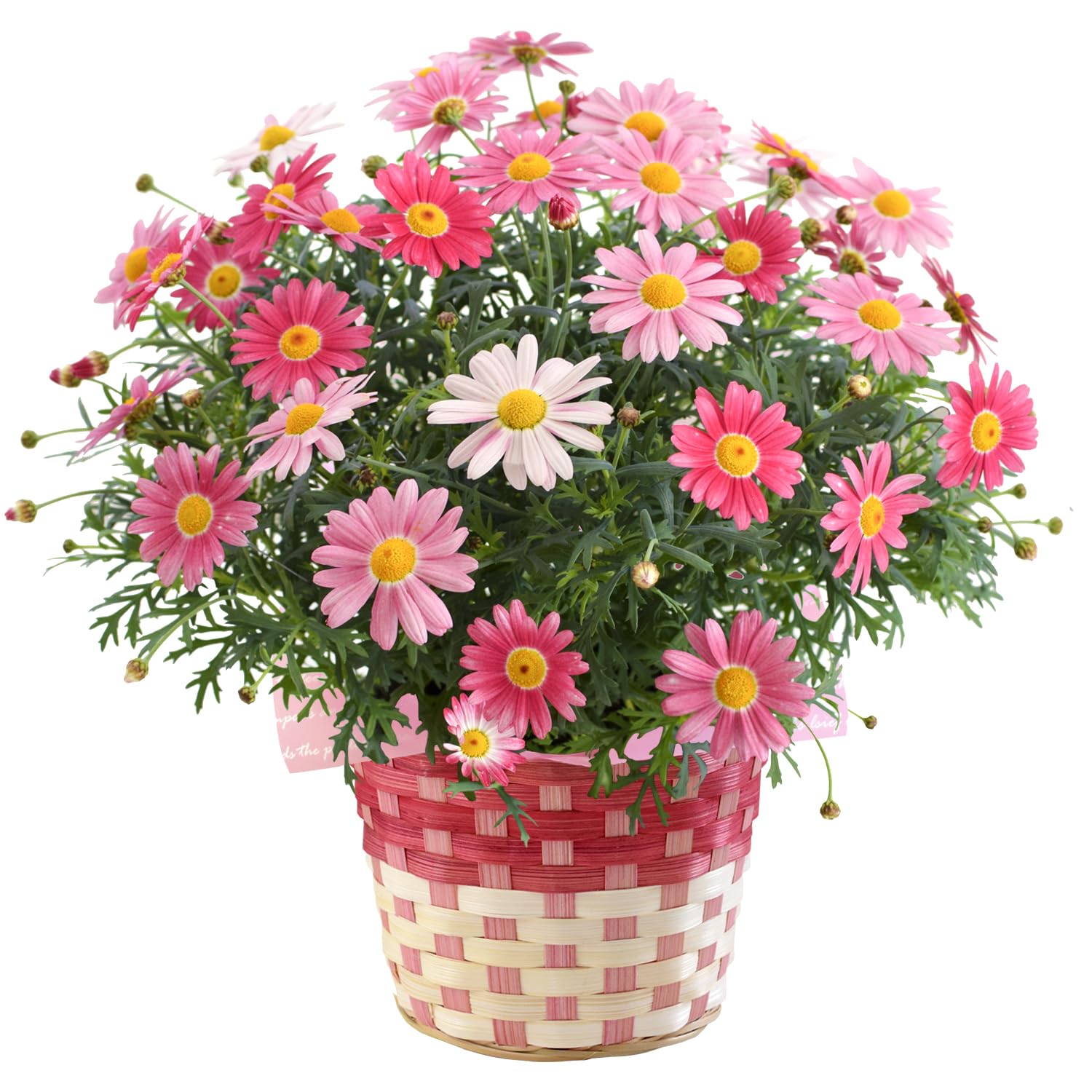 Amazon｜花由 春の鉢植え マーガレット ストロベリーホイップ