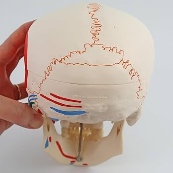 カラー&amp;スタディー人体機能学 Amazon.co.jp: 歯根の観察，筋・縫合線の着色した頭蓋骨模型