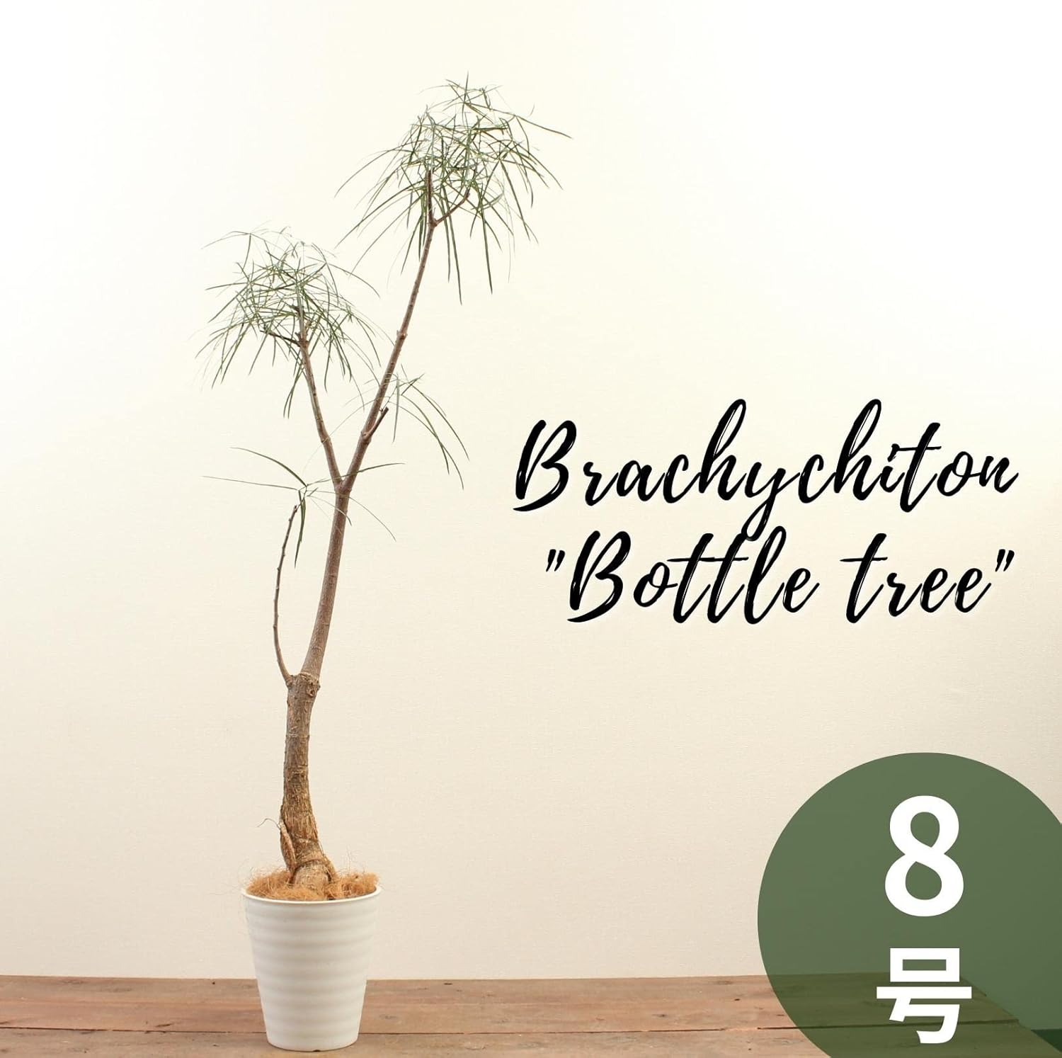 人気no 1 ボトルツリー 8号 受け皿付 観葉植物 本物 ブラキキトン オージープランツ シンボルツリー ギフト プレゼント Hanapochi ハナポチ Sparrow Rs 人気no 1 ボトルツリー 8号 受け皿付 観葉植物 本物 ブラキキトン オージープランツ シンボルツリー ギフト プレゼント Hanapochi ハナポチ Sparrow Rs