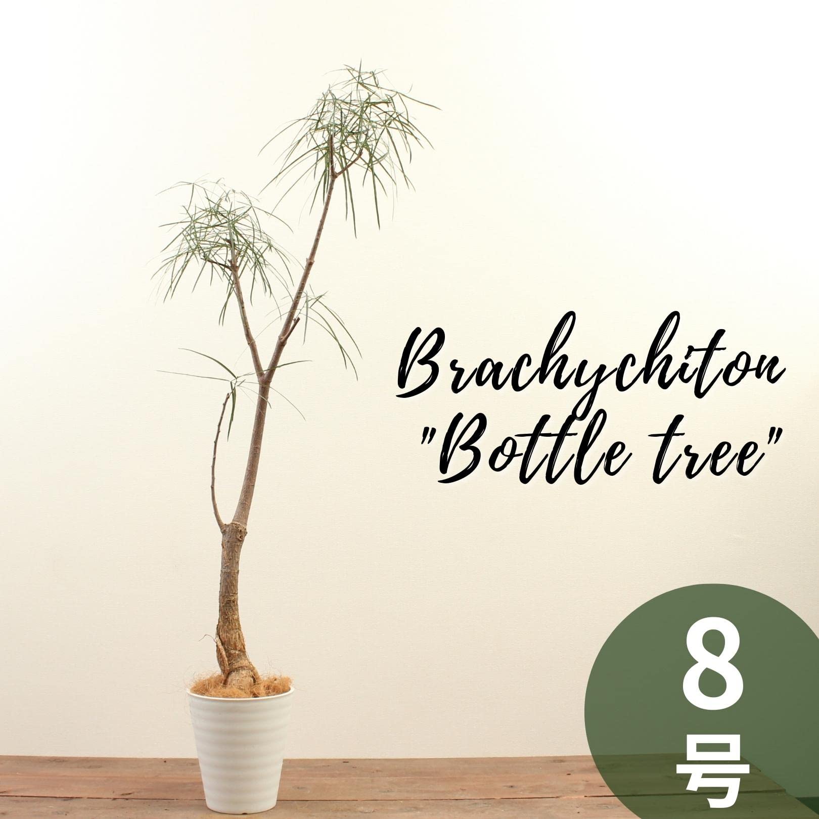 Amazon.co.jp: THE GOOD FLOWER JAPAN Bottle Tree No. 8 with