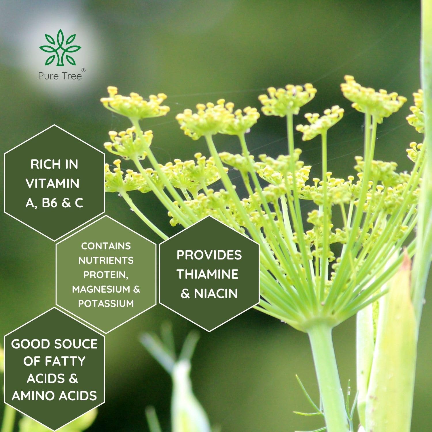 Pure Tree Certified Organic Saunf Powder | 250 g | Fennel Seed Powder | Variyali, Sompu Powder | Gluten Free & Flavourful 3