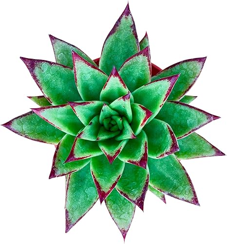 Sprout N Green Echeveria agavoides 'Lipstick', suculenta viva totalmente arraigada en maceta de inicio de 4 pulgadas, planta de casa para interiores