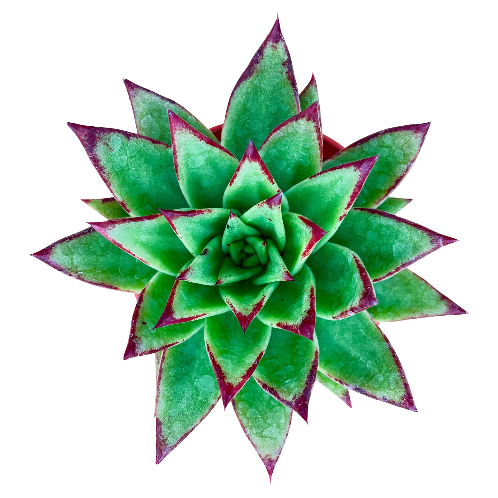 Sprout N Green Echeveria agavoides Lipstick