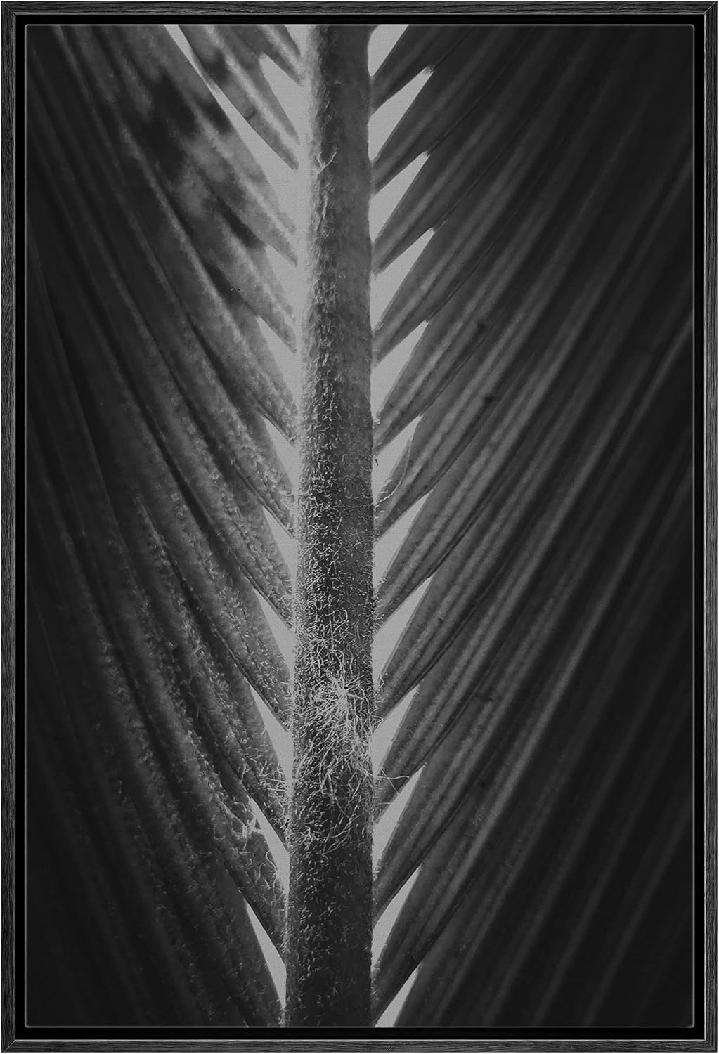 bestdeal depot Framed Canvas Print Wall Art Closeup Details of Palm Leaf Steam Floral Plants Photography Modern Art Tropical Black and White for Living Room, Bedroom, Office - 16"x24" White