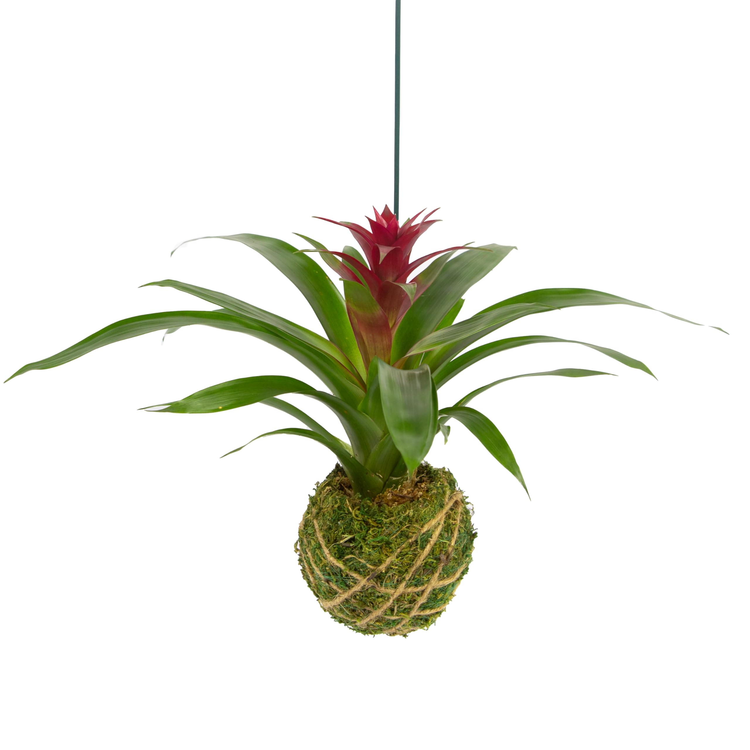 Better-GRO Bromeliad Hanging Kokedama – Indoor/Outdoor Decorative Planter, Low Maintenance Houseplant, Unique Home Decor - 12” Tall