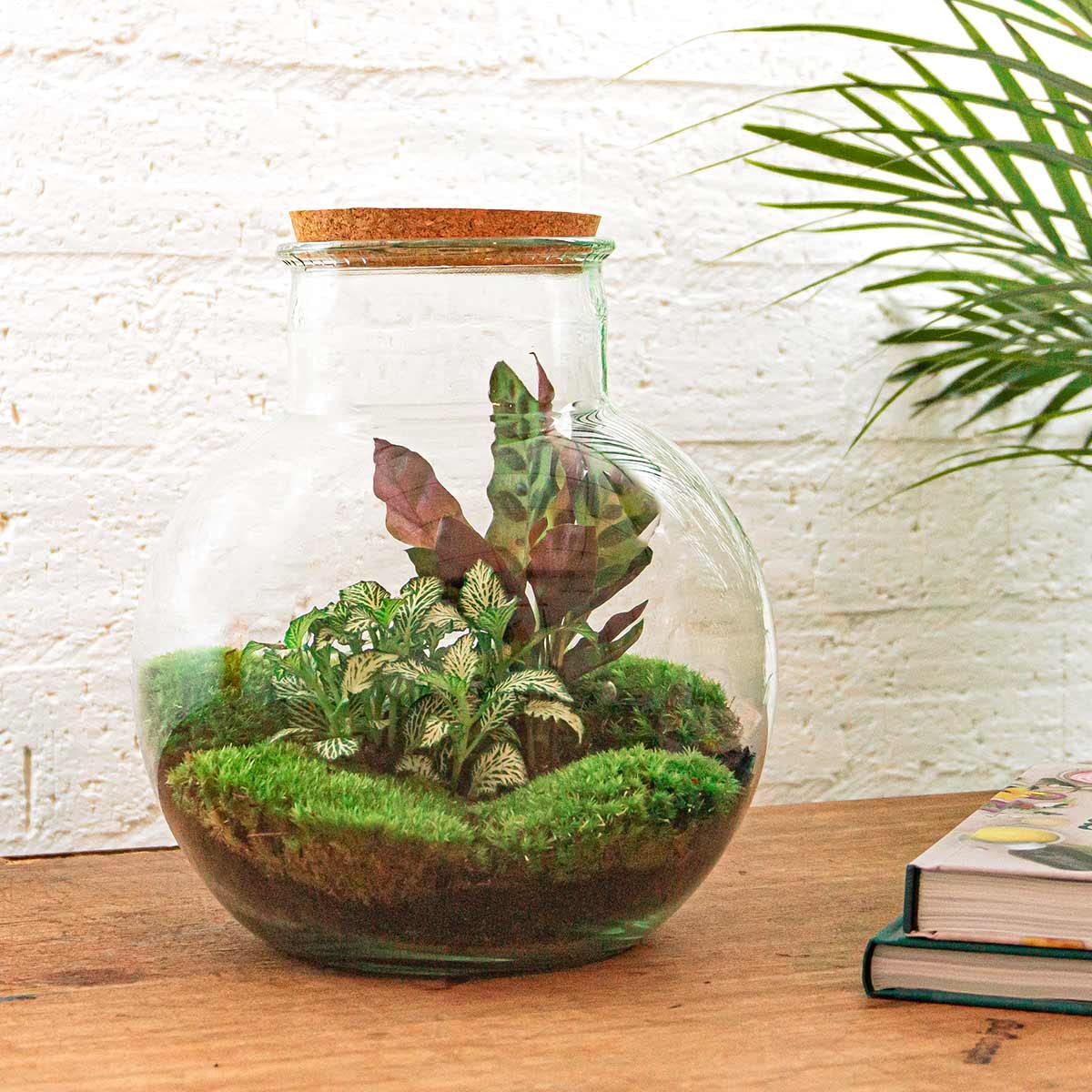 Terrarium do roślin • Teddy • roślina ekosystemowa • ↑ 26,5 cm – DIY – kompletny zestaw terrarium, terrarium, miejski, terrarium + grabienie + łopatka + pęseta + nożyczki