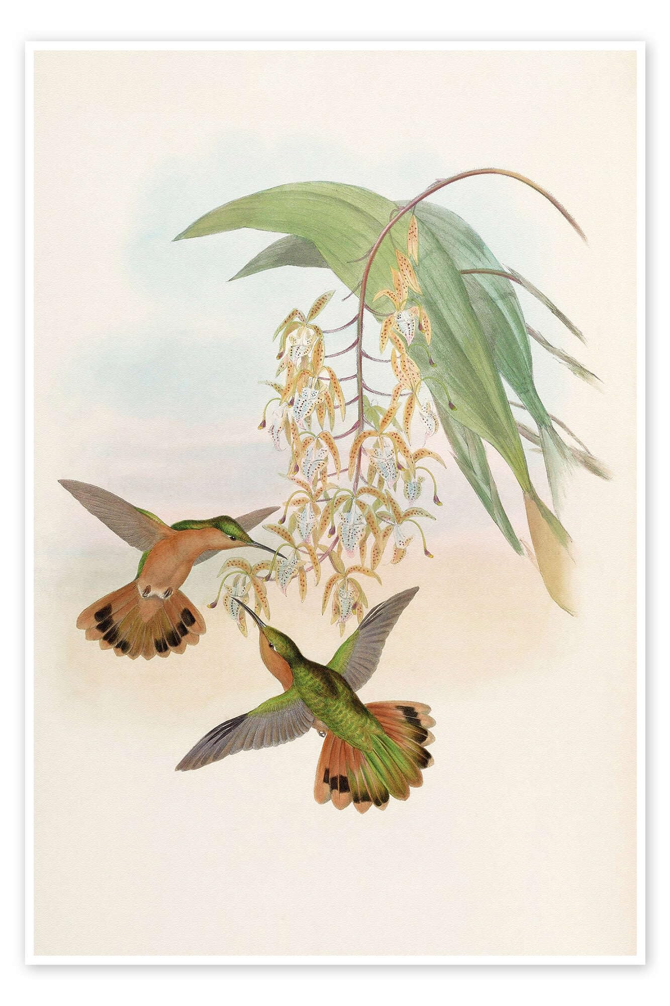 Campylopterus Rufus Plakat
