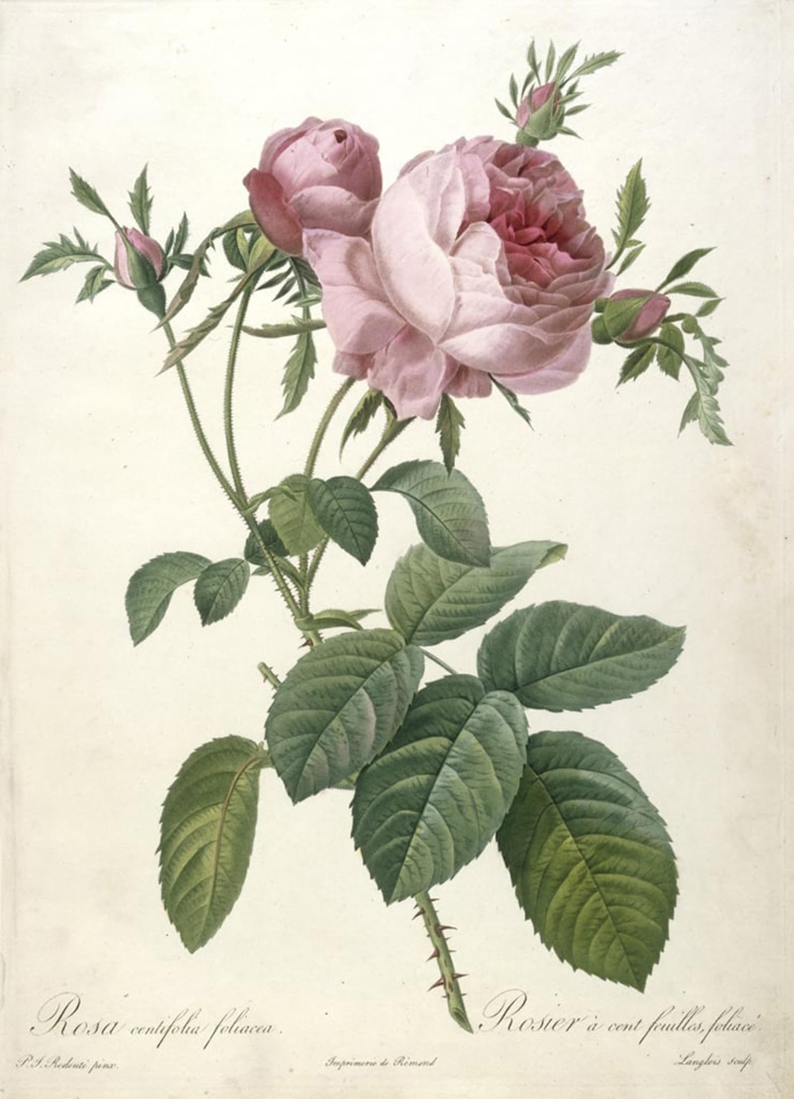 Cuadro de lienzo de Rosa Centifolia Pierre Redouté 60x90cm para pared 5