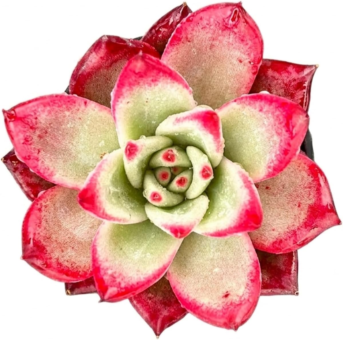 Live Succulent Echeveria 'Japanese PinkCherries', 2 Inch Fully Rooted Potted Plant, Easy Care & Drought Tolerant, Indoor Houseplant for Home Decor