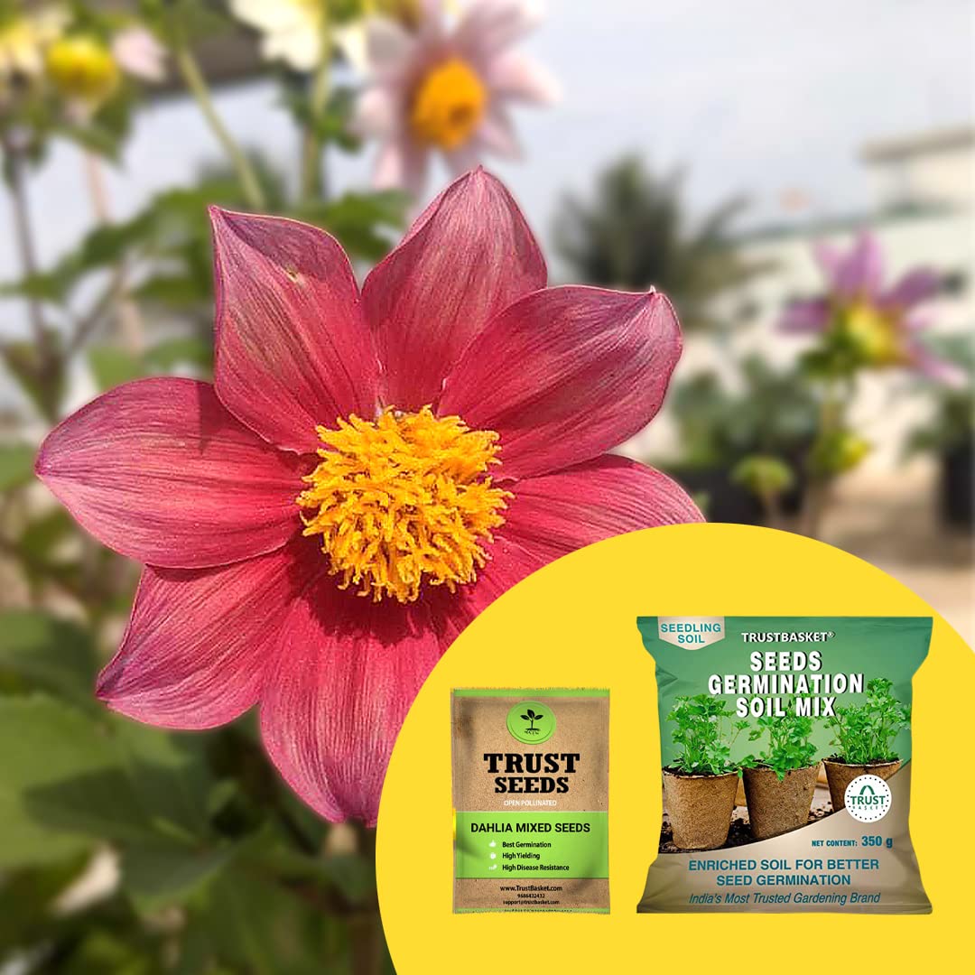 TrustBasket® Dahlia Mixed (OP/Desi) Seeds With Free Germination Potting Soil Mix (B07R5FZ65N) Amazon Price History, Amazon Price Tracker