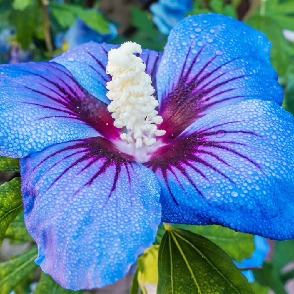 Amazon.com : QAUZUY GARDEN 10 Mix Dinnerplate Hibiscus Seeds