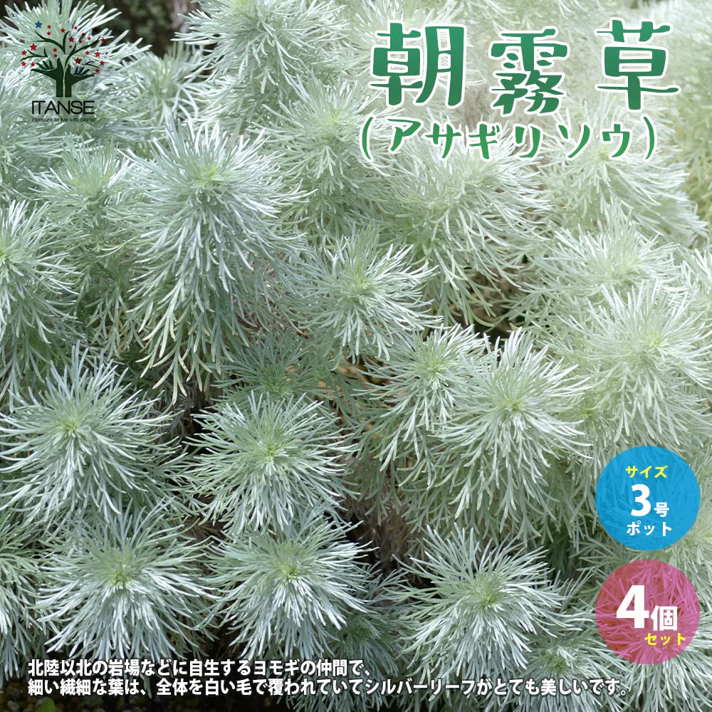 Amazon.co.jp: ITANSE 朝霧草 3号 4個セット カラーリーフ