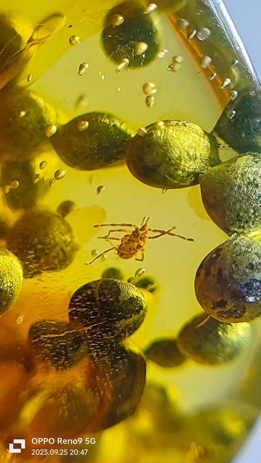 Burmese burmite Cretaceous A Litter of Animal Eggs Insect Fossil Amber Myanmar