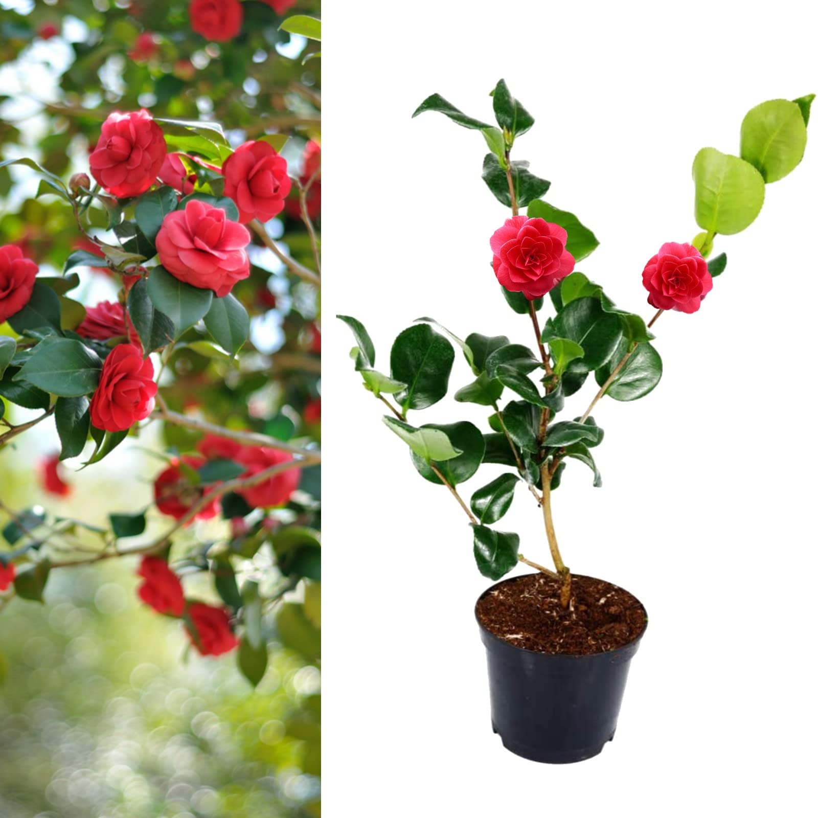 Camellia Blood of China Plant - Camellia Japonica 'Victor Emmanuel 20-35cm in Height - Evergreen Shrubs Ready to Plant (1)