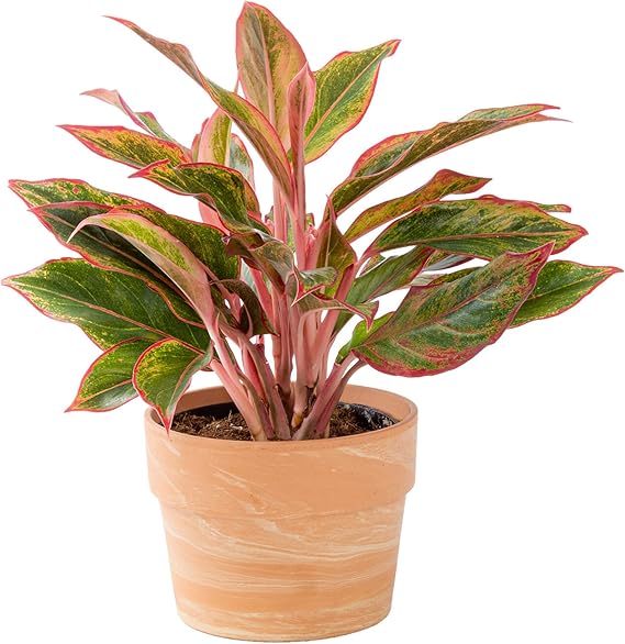 Costa Farms Chinese Evergreen, Easy to Grow Live Indoor
