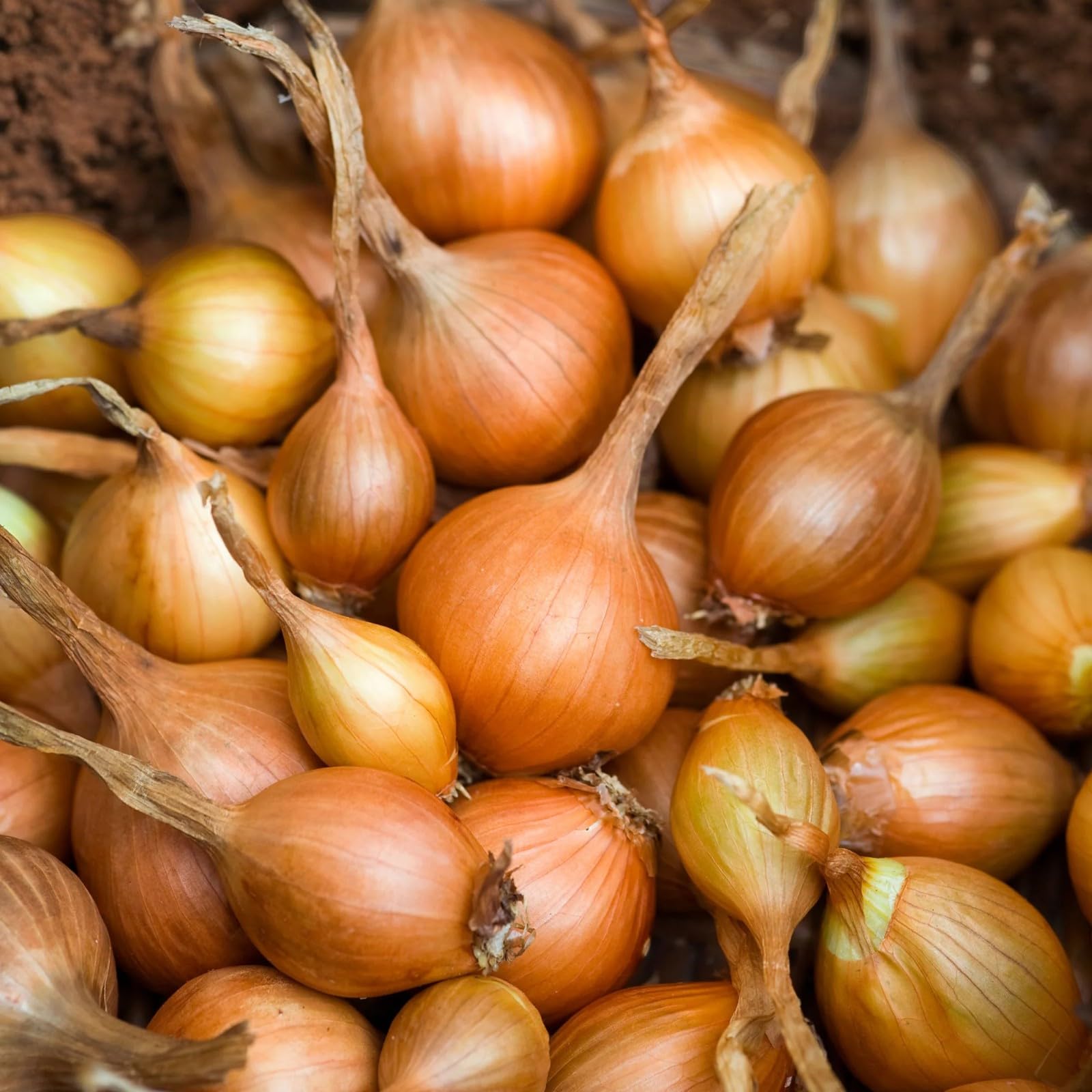 Carbeth Plants Shallot Sets - Available in 250g, 500g or 1kg Packs - Easy to Grow High Yielding Bulbs for the Garden - Perfect for Cooking & Storing (Golden Gourmet, 1kg)