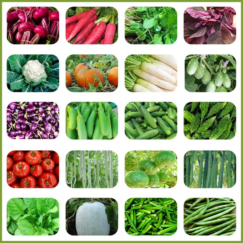 Elamgreen Vegetable seeds for home garden pack of 20 seeds hybrid easy to grow seeds for pot plants (B0DCW5DL1T) Amazon Price History, Amazon Price Tracker