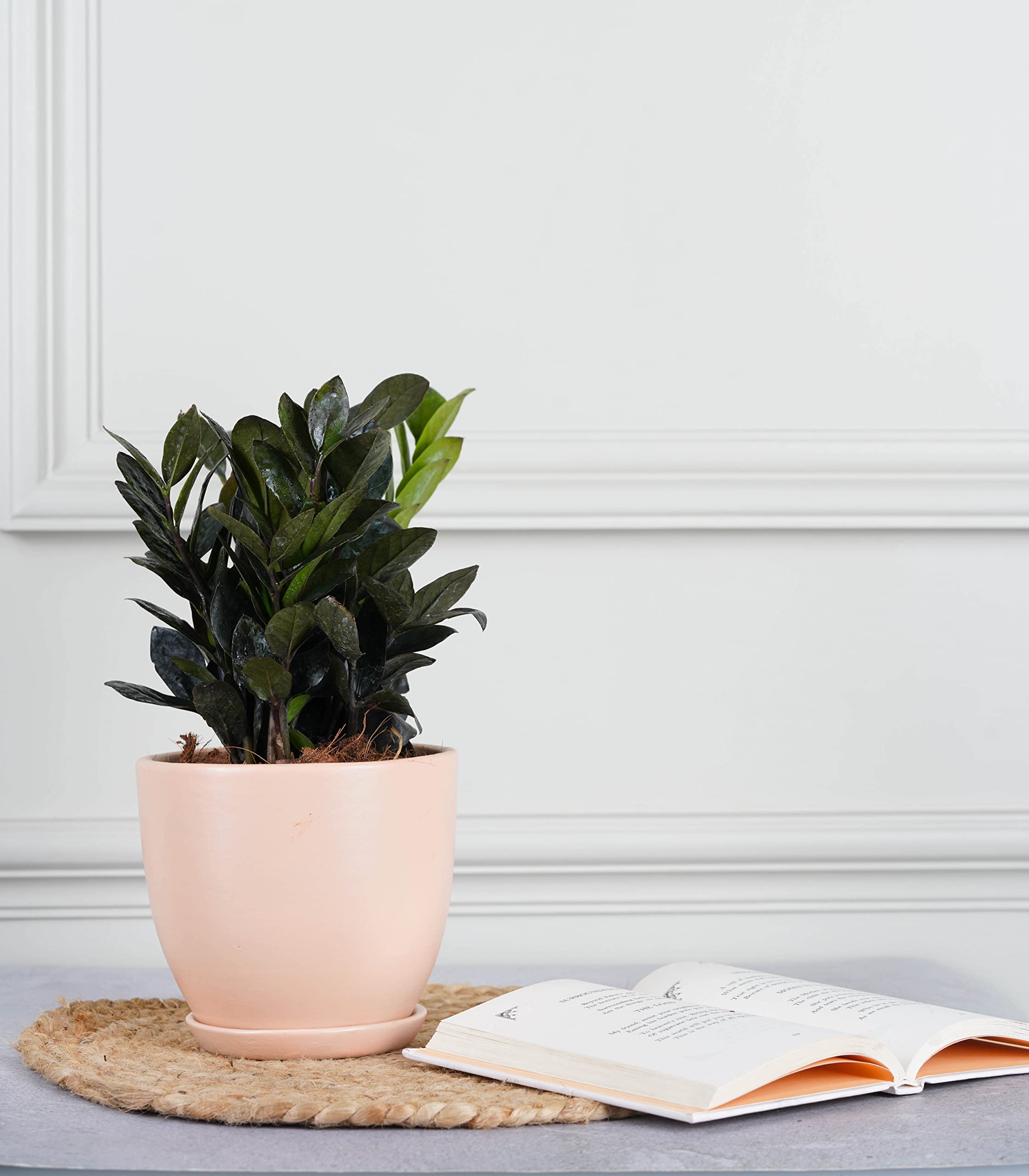Nurturing Green® ZZ Black Plant in Modern Design Pastel Ceramic Pot (Pink) for Home, Indoor Décor & Gifting (Plant Size- Large) | Plants for Home Décor