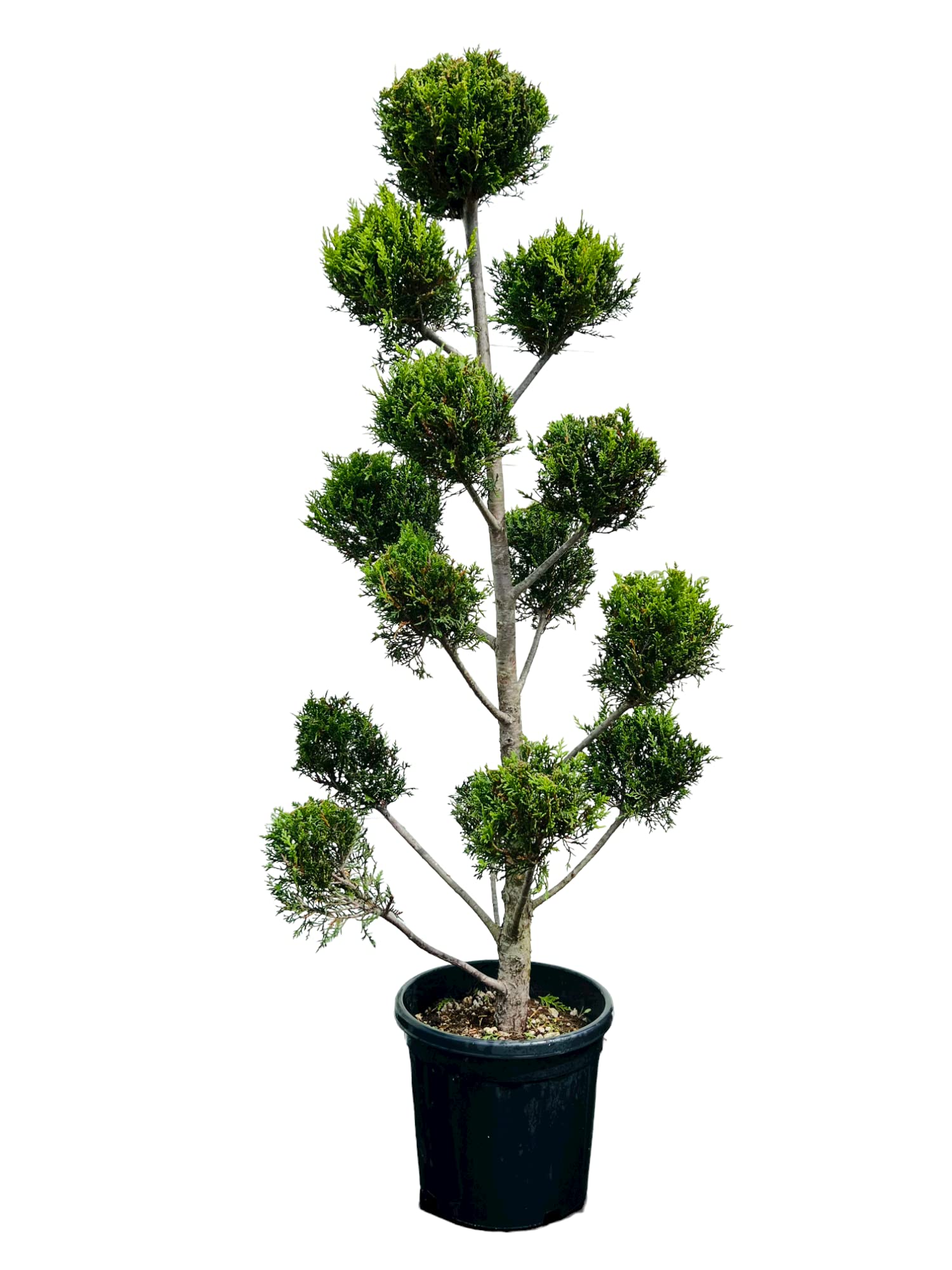 gummibäume pflanzen führerschein Gummibaum XL | Ficus elastica